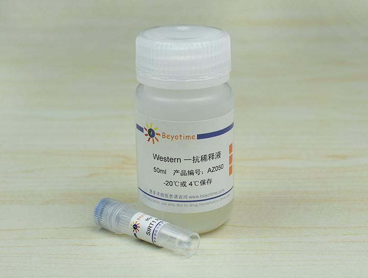 SIRT1 Rabbit Polyclonal Antibody